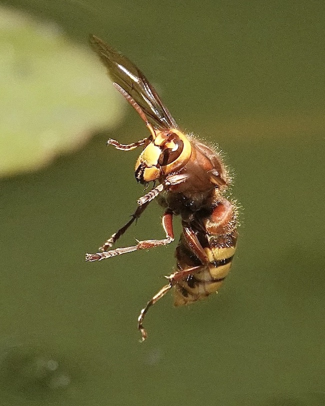 hornet